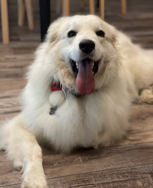 Willow Woofington, an adoptable Great Pyrenees in Alpharetta, GA
