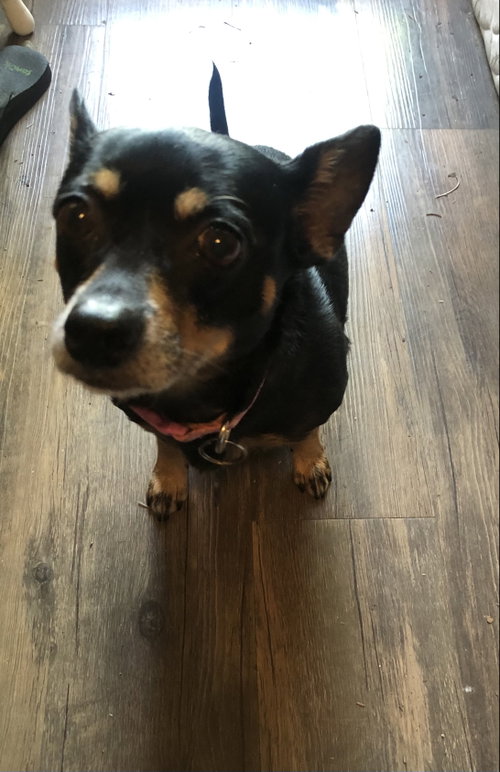 Raven Reese, an adoptable Chihuahua in Alpharetta, GA