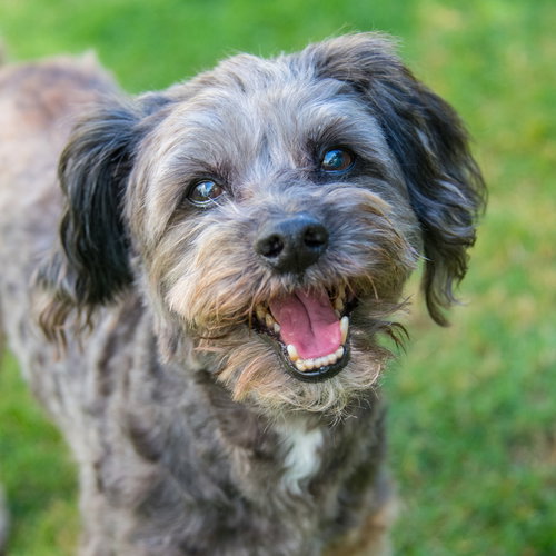 Carter Dean, an adoptable Yorkshire Terrier Yorkie in Alpharetta, GA