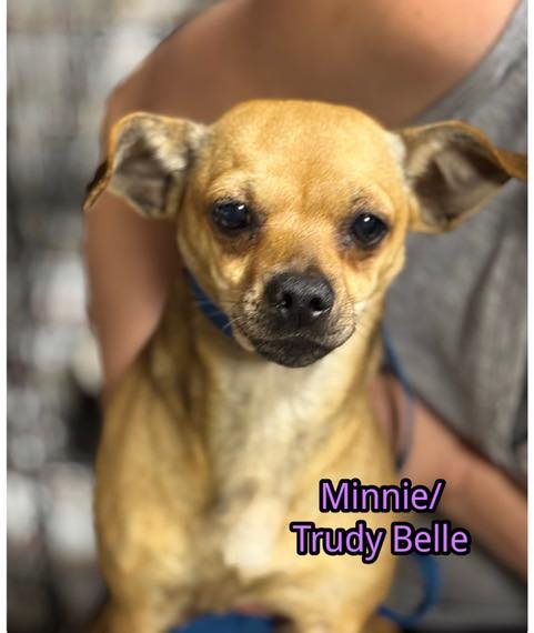 Trudy Belle, an adoptable Chihuahua in Alpharetta, GA