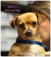 Norma Rae, an adoptable Chihuahua in Alpharetta, GA