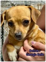 Georgia Belle, an adoptable Chihuahua in Alpharetta, GA