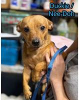 Nee-Doh, photo 8
