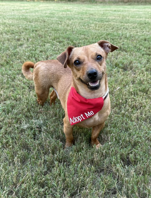 Nee-Doh, a dog for adoption from Angels Among Us Pet Rescue