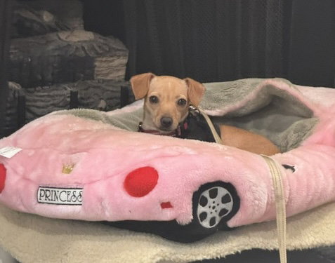 Louise Merlyn, Chihuahua / Mixed