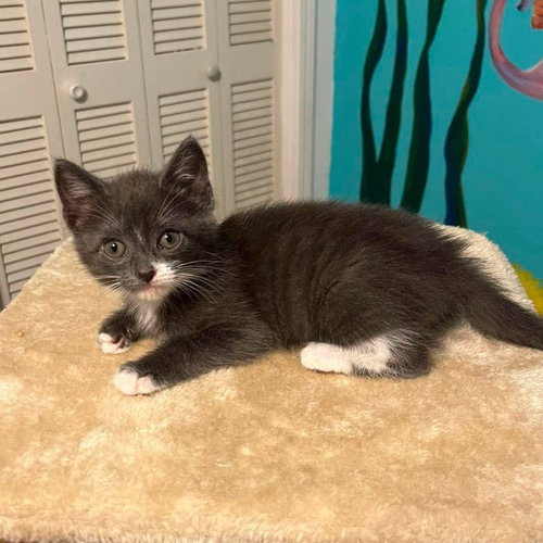 Manicotti, Baby Domestic Short Hair / Mixed (short coat), cat for adoption in Sandy Springs, Georgia