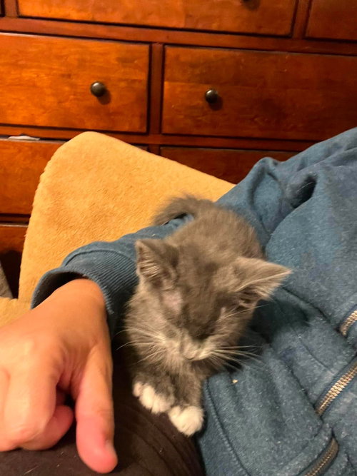 Cannelloni, Baby Domestic Short Hair / Mixed (short coat), cat for adoption in Sandy Springs, Georgia