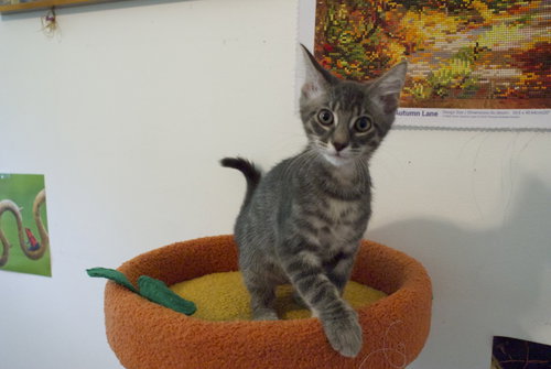 Linguini, an adoptable Domestic Short Hair in Alpharetta, GA
