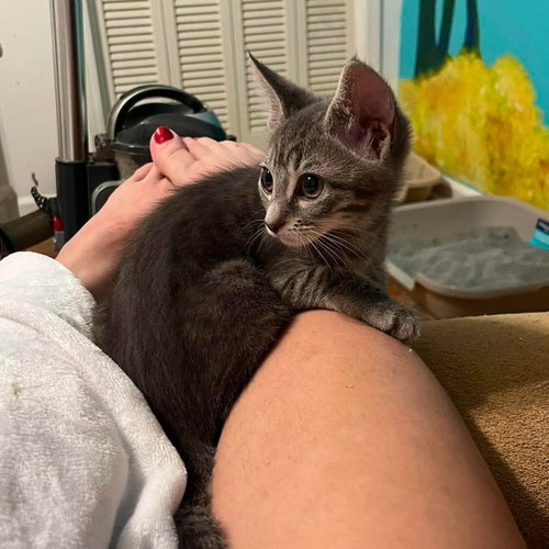 Orzo, Baby Domestic Short Hair / Mixed (short coat), cat for adoption in Sandy Springs, Georgia