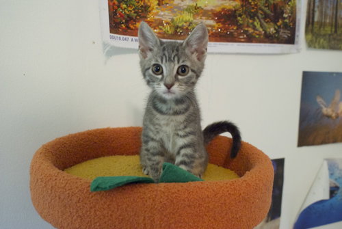 Orzo, an adoptable Domestic Short Hair in Alpharetta, GA