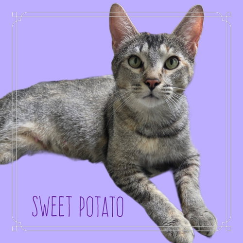 Sweet Potato