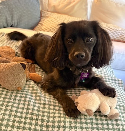 Todd Titonka, an adoptable Spaniel in Alpharetta, GA