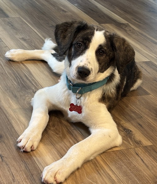 Nyomi Pleasance, an adoptable Great Pyrenees in Alpharetta, GA