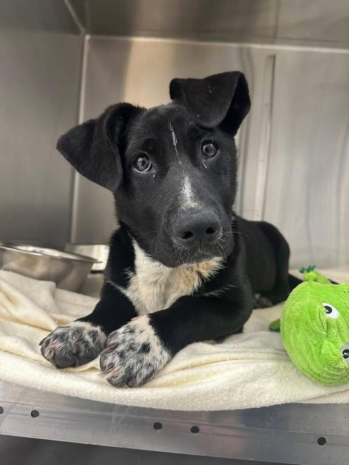 Peter Perrito, an adoptable Basset Hound in Alpharetta, GA
