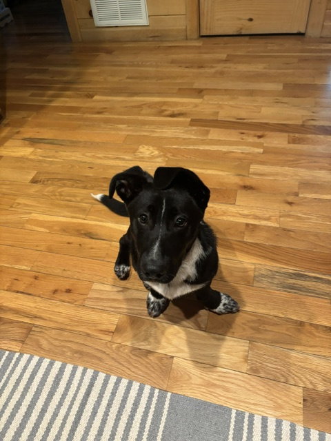 Peter Perrito photo 2
