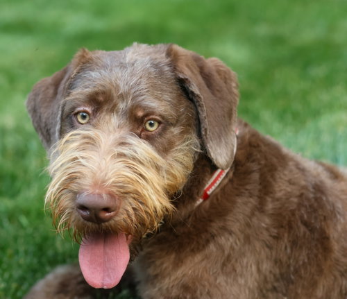 Charlee Bucket, an adoptable Poodle in Alpharetta, GA