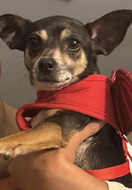Lena Lou, an adoptable Terrier in Alpharetta, GA
