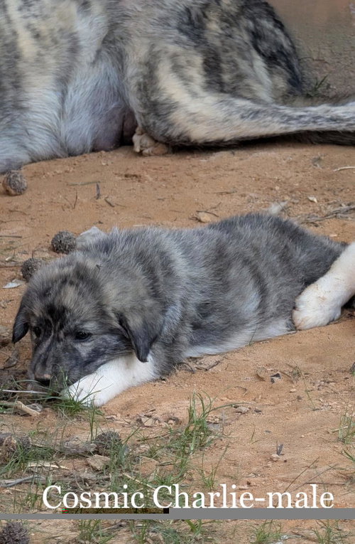Cosmic Charlie, an adoptable Great Pyrenees in Alpharetta, GA
