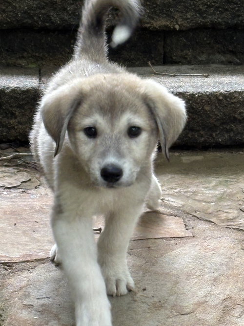 Jack Straw, an adoptable Great Pyrenees in Alpharetta, GA
