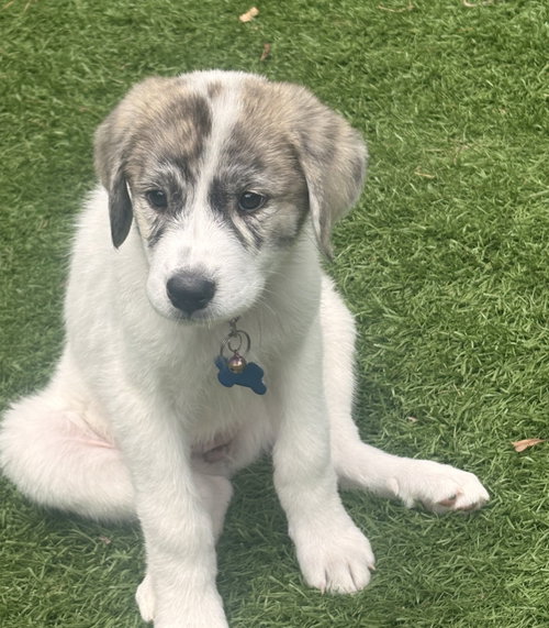 Stella Blue, an adoptable Great Pyrenees in Alpharetta, GA
