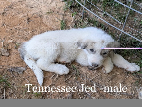 Tennessee Jed, an adoptable Great Pyrenees in Alpharetta, GA