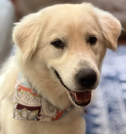 Lucy Lulu