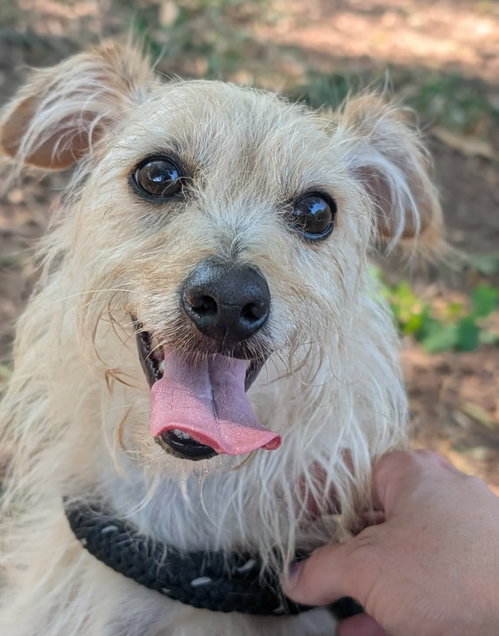 Milo Miller, a dog for adoption from Angels Among Us Pet Rescue