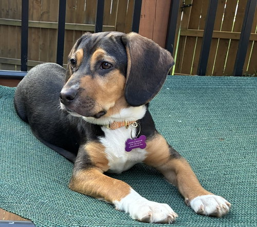 Tulipe, an adoptable Beagle in Alpharetta, GA
