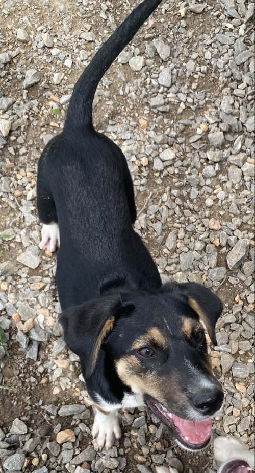 Vincent Benedict, an adoptable Husky in Alpharetta, GA