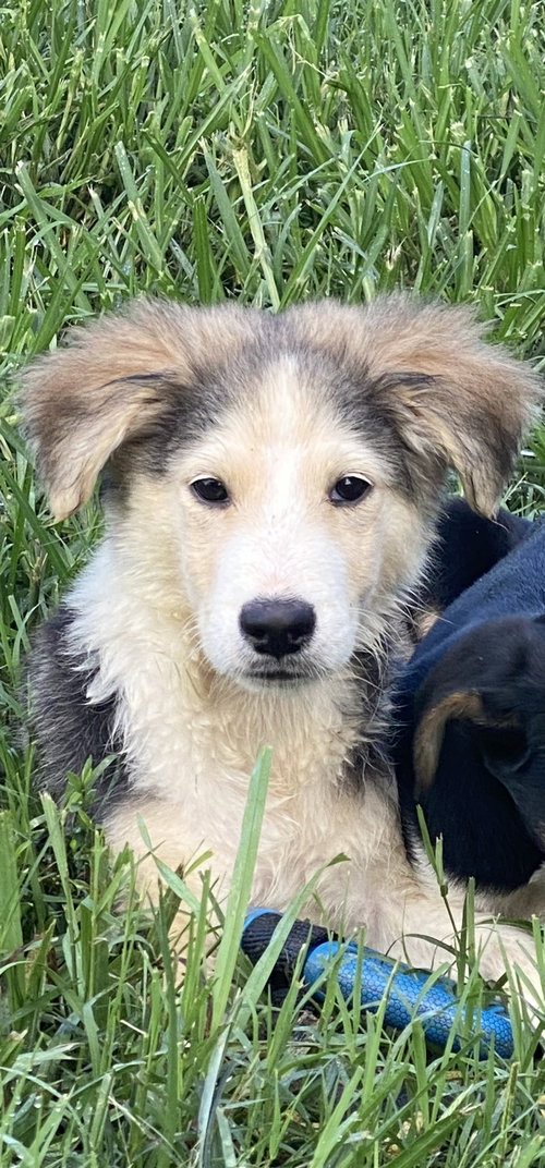 Julius Benedict, an adoptable Husky in Alpharetta, GA