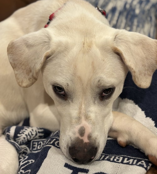 Shiloh Ghost, an adoptable Labrador Retriever in Alpharetta, GA