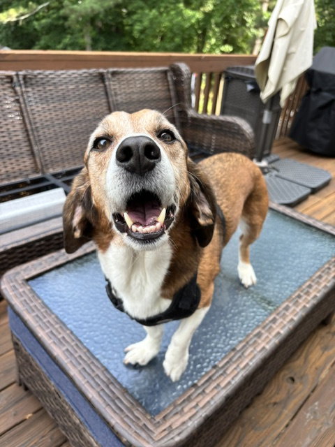 Boomer Jacks, an adoptable Beagle in Alpharetta, GA