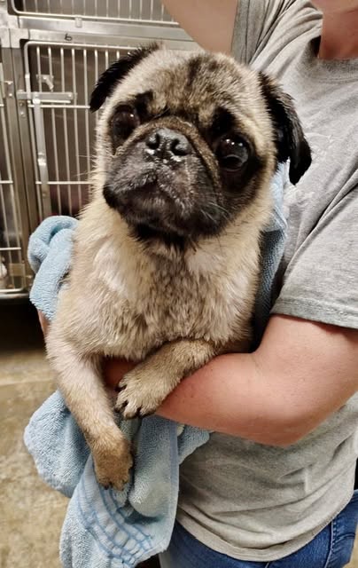 Tommy Toby, an adoptable Pug in Alpharetta, GA