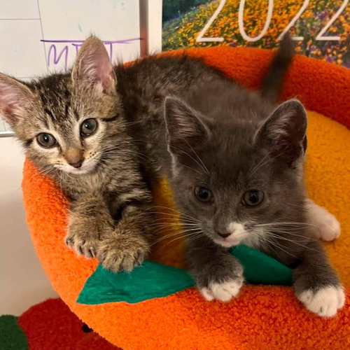 Rigatoni, Baby Domestic Short Hair / Mixed (short coat), cat for adoption in Sandy Springs, Georgia