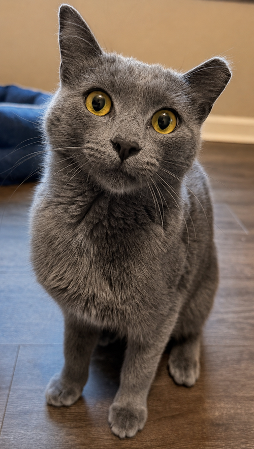 Bleu Cheese, an adoptable Domestic Short Hair in Alpharetta, GA