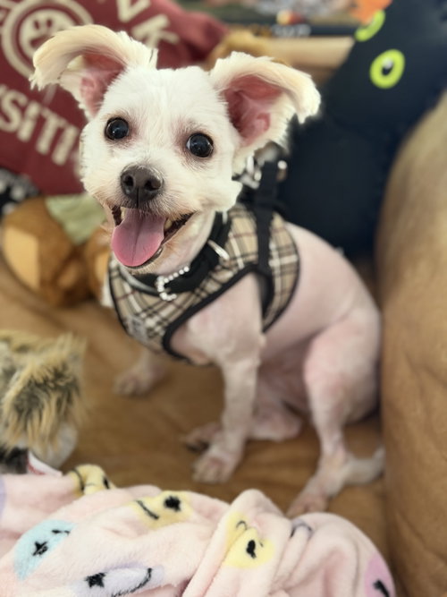 Gemma Rose, an adoptable Terrier in Alpharetta, GA