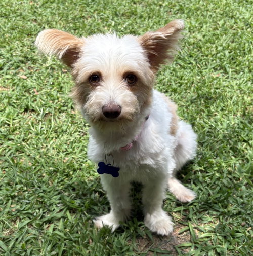 Mila Grace, an adoptable Silky Terrier in Alpharetta, GA