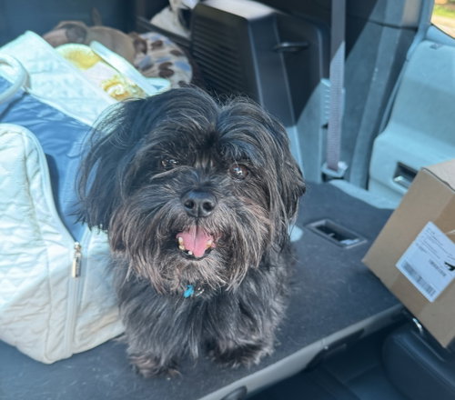 Frank the Tank, an adoptable Shih Tzu in Alpharetta, GA
