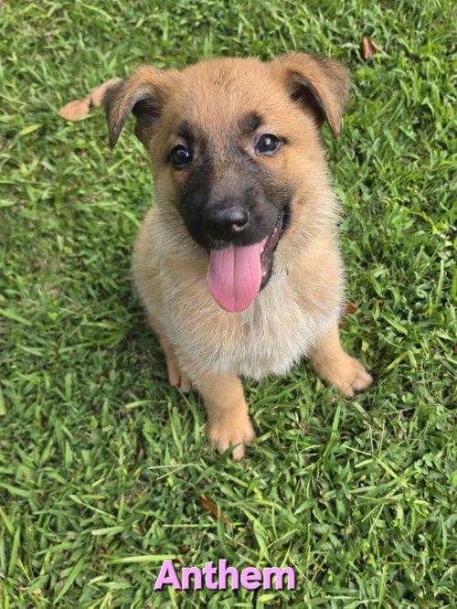 Anthem, a dog for adoption from Angels Among Us Pet Rescue