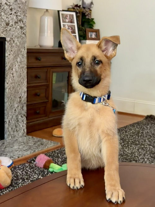 Anthem, Retriever / Shepherd / Mixed