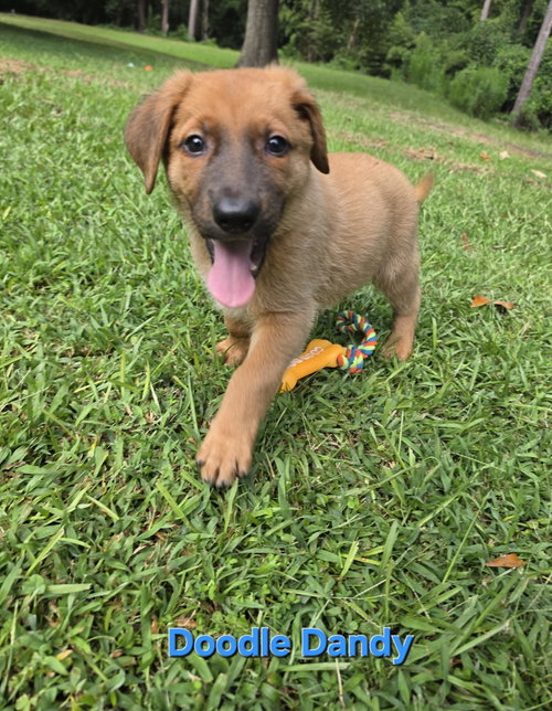 Doodle Dandy, a dog for adoption from Angels Among Us Pet Rescue