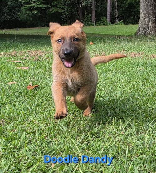 Photo 2 of Doodle Dandy