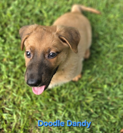 Photo 4 of Doodle Dandy