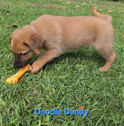 Photo 5 of Doodle Dandy