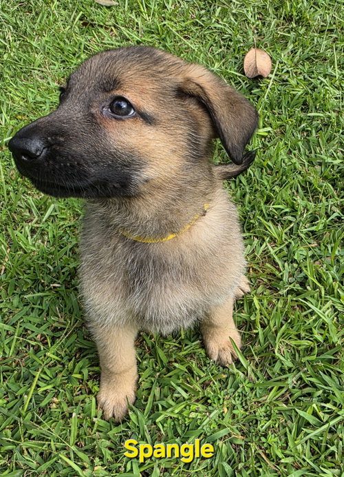 Spangle, a dog for adoption from Angels Among Us Pet Rescue