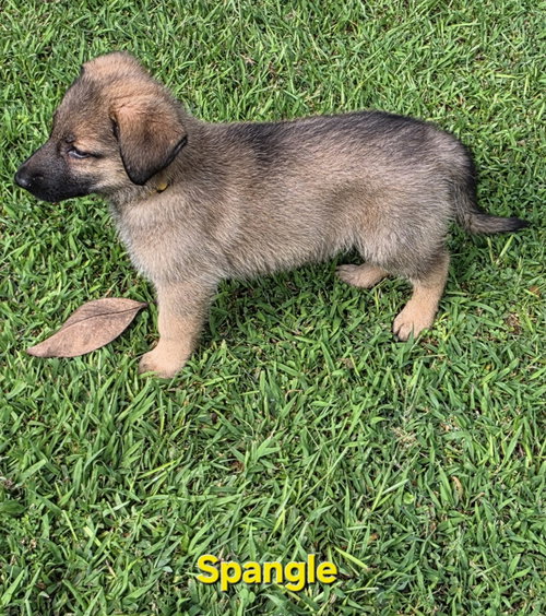 Photo 2 of Spangle