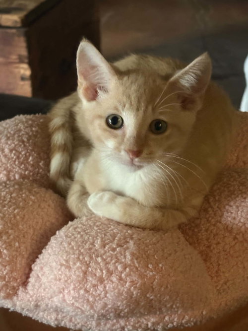 Busy Bee, a cat for adoption from Angels Among Us Pet Rescue