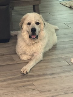 Ted Mosby, Great Pyrenees / Mixed