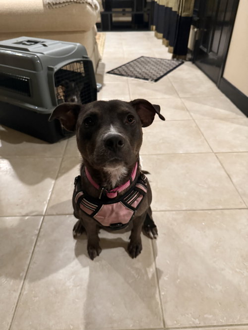 Mama, a dog for adoption from Angels Among Us Pet Rescue