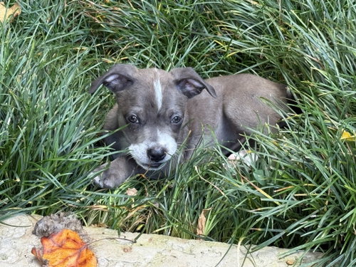 Photo 2 of Tiny Cocoa